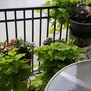 Meet your Posher, Darla